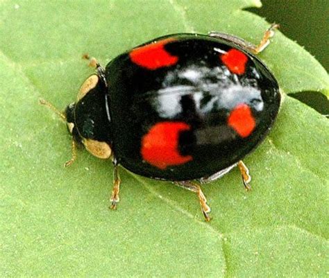 Unusual Ladybugs: Harmonia axyridis | Ladybug, Beautiful bugs, Bugs and ...