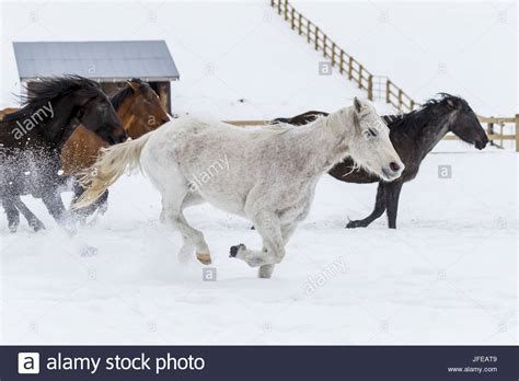 Horses Running Snow Stock Photos & Horses Running Snow Stock Images - Alamy