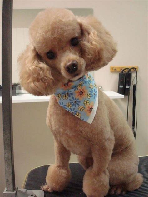 75+ Awesome Poodle Haircuts to Try | Poodle haircut, Dog haircuts, Toy ...