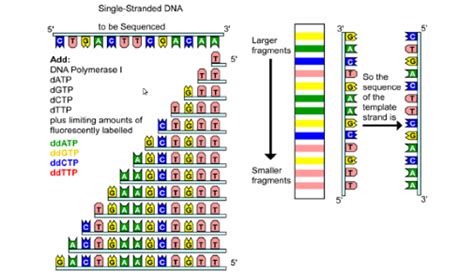 Dna Nucleotide Sequence