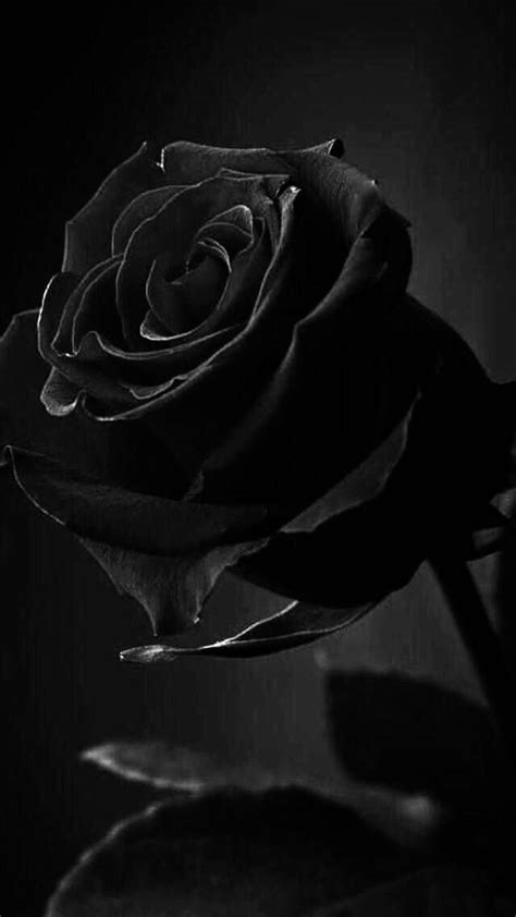 Rose Black And White Aesthetic Wallpaper / Black aesthetic wallpaper ...