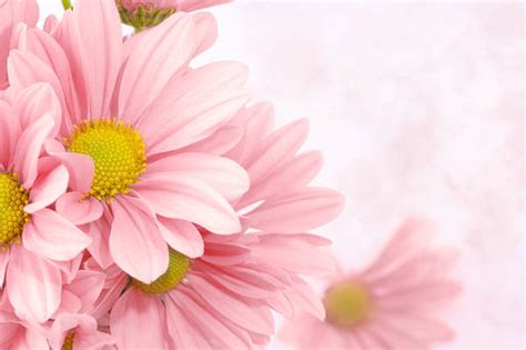 Soft Pink Floral Background | Gallery Yopriceville - High-Quality Free ...