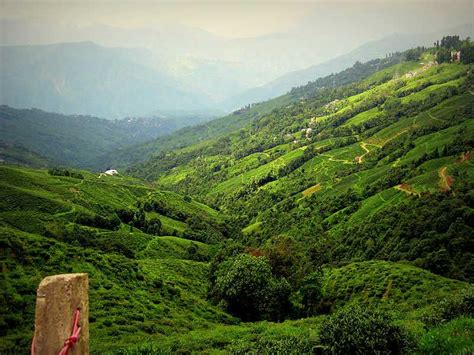 Bonus disputes: Tea gardens in Jalpaiguri, Alipurduar shut - Kalimpong News