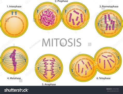 Cell Division Mitosis Stock Vector 137527505 - Shutterstock