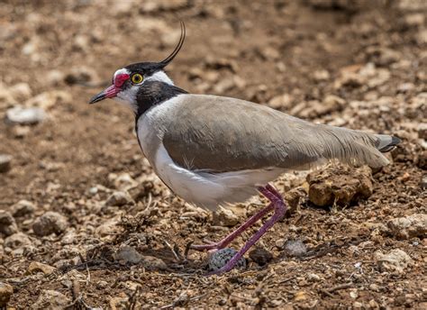 Black-headed Lapwing - Owen Deutsch Photography