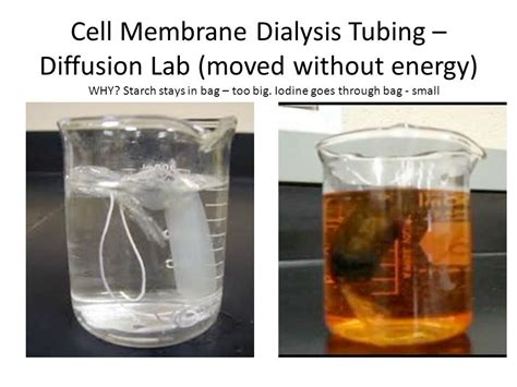 Mrs. AmyBAllen's - NYS Lab: Diffusion Through A Membrane Diagram | Quizlet