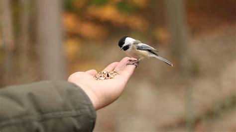 Want to hand-feed birds? Here's how to do it safely!