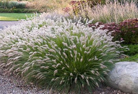 2 Hamlen Grass in 2.5 inch Containers/ Dwarf Fountain Grass2 | Etsy ...