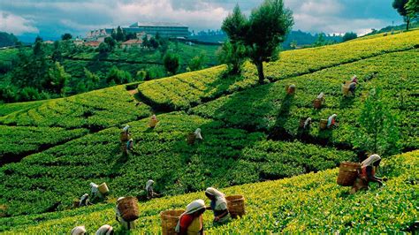 23. TEA CULTIVATION IS SRI LANKA ~ Ideas in Action Digital Tab