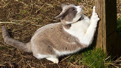 What Age Do Cats Need Claw Caps? | Pets Leaf