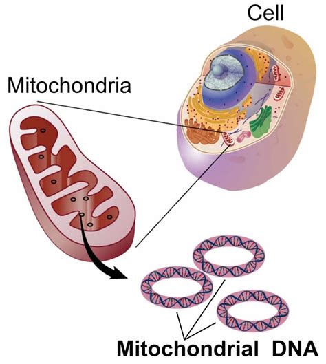 Mitochondria location, mitochondria cell and mitochondria function