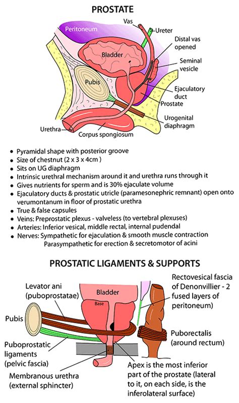 Instant Anatomy - Abdomen - Ligaments - Puboprostatic ligaments