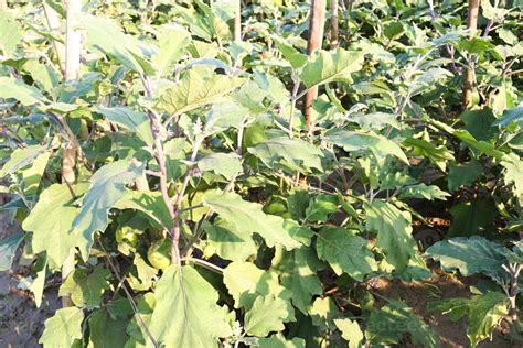 brinjal on tree in the farm for harvest 4831045 Stock Photo at Vecteezy