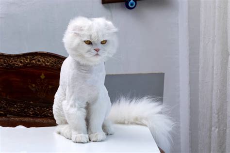 350+ Persian Cat Haircuts Stock Photos, Pictures & Royalty-Free Images ...