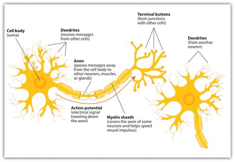 Brains, Bodies, and Behavior