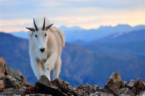 The Majestic Mountain Goats Of North America – MudFooted