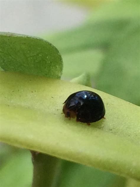 [Brazil] Is this a black ladybug or a lookalike? : r/whatsthisbug