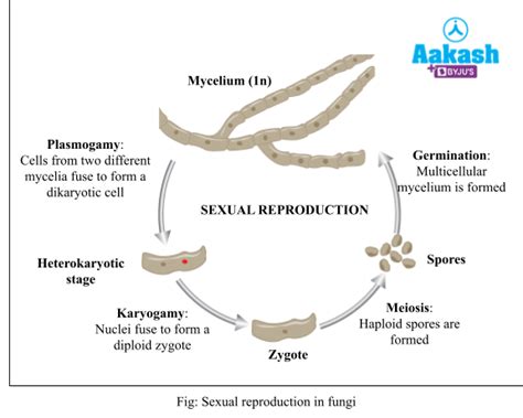 Fungi: Reproduction, Classification & Economic Importance | AESL