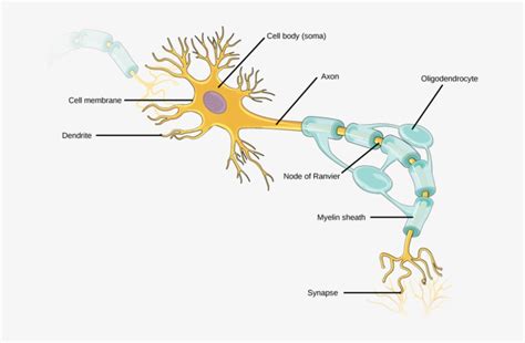 While Some Neurons Have No Dendrites, Other Types Of - Sympathetic ...