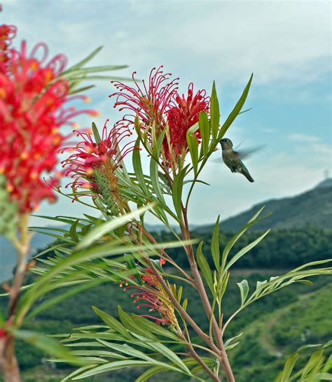 A Passion for Flowers: 5 Reasons to Love Grevillea Flowers