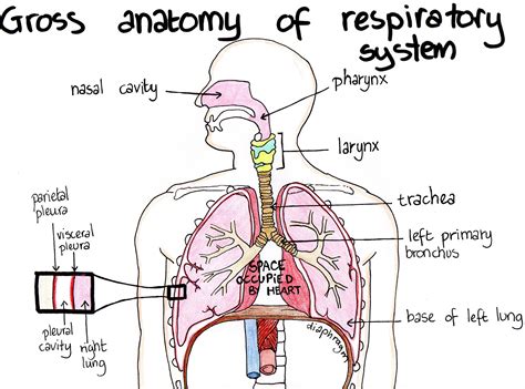 Anatomy Of Respiratory System