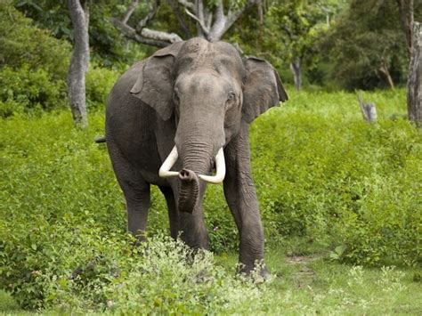 Coorg_Wildlife | Trawell.in Blog