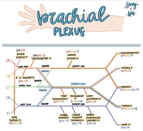 Brachial plexus anatomical course and lesions – Artofit