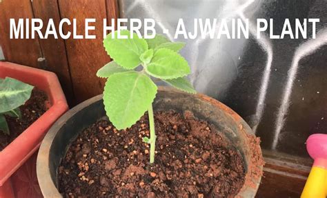 how to grow ajwain plant – GKVKs