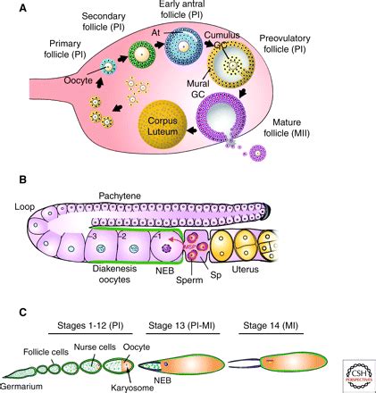 Developmental Control of Oocyte Maturation and Egg Activation in ...