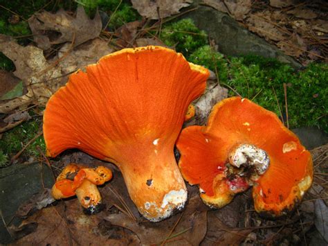 Lobster Mushroom (Hypomyces lactifluorum): Identification & Info