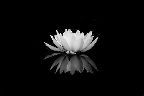 lotus flower images black and white - Bernita Zapata