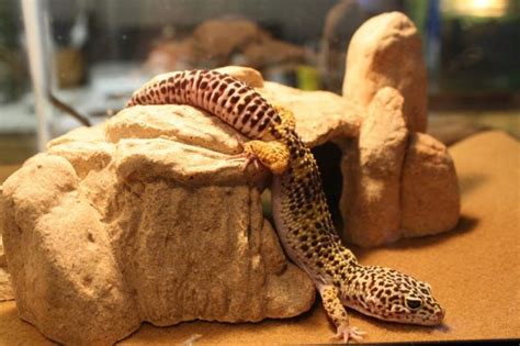 Leopard Gecko Enclosure: How to Set Up The Ideal Tank?