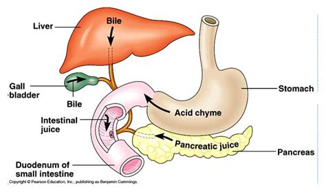 Organs of the Digestive Tract | SchoolWorkHelper