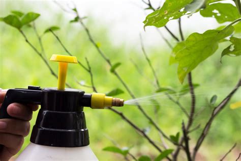 10 Natural Homemade Insecticides That Won't Hurt Your Garden