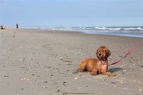 Dog Friendly Beaches in Emerald Isle, NC - BringFido