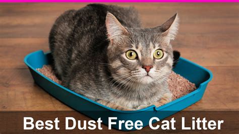 Best Dust Free Cat Litter with Reviews and Ratings