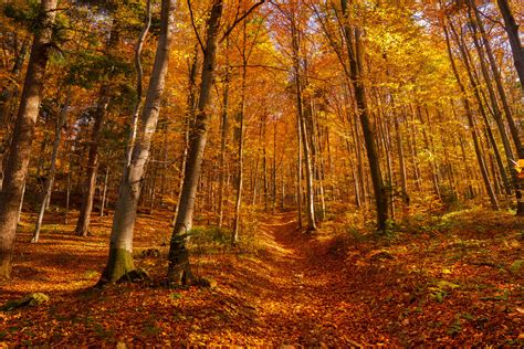 Deciduous Forest Autumn