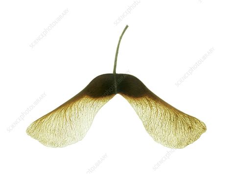 Sycamore seeds - Stock Image - B787/0517 - Science Photo Library