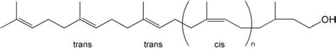 Structure of dolichol molecule. | Download Scientific Diagram