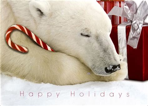 🔥 [90+] Christmas Polar Bear Wallpapers | WallpaperSafari