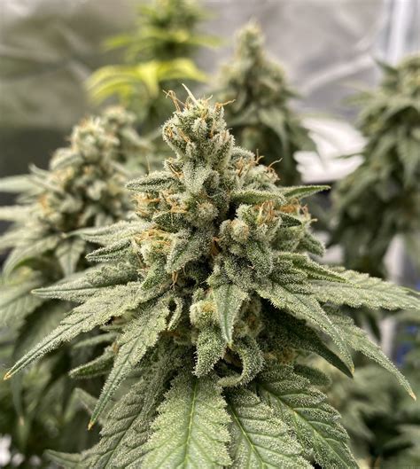 Strain-Galerie: Purple Haze (Growers Choice) PIC #04122061923744926 von ...