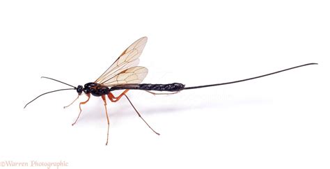 Black Ichneumon photo WP05773