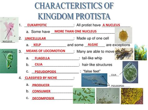 PPT - CHARACTERISTICS OF KINGDOM PROTISTA PowerPoint Presentation, free ...