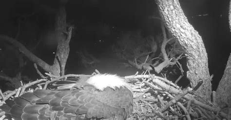 WATCH LIVE: Bald eagles waiting for chicks to hatch