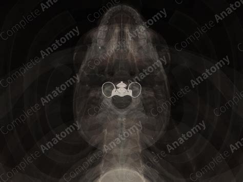 Atlantoaxial Joints | Complete Anatomy