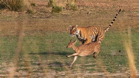 Hunting Strategies Of A Bengal Tiger - Stalking to Ambush