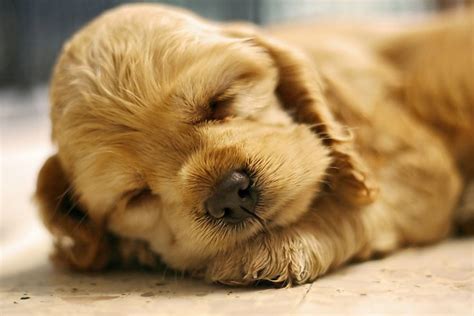 Only the Cutest Sleeping Puppy Photos on the Whole Internet | BarkPost