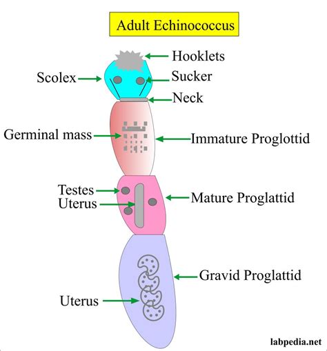 Echinococcus Granulosus Morphology