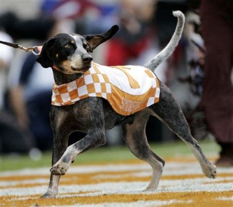 Error Redirect | Tennessee volunteers mascot, Tennessee mascot ...