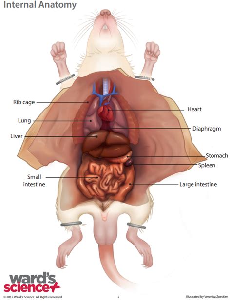 Rat Dissection Diagram | Quizlet